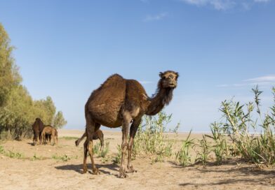 Australien skjuter kameler i torkan – men det är djurindustrin som slukar vattnet