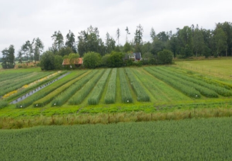 Naturbruksskola testar populära proteingrödor – vill minska importberoendet