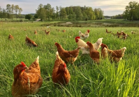 Här frodas mikrolivet – möt bonden som lagrar kol i marken