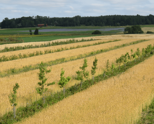 Goda förutsättningar att kolinlagringsprojekt blir permanent