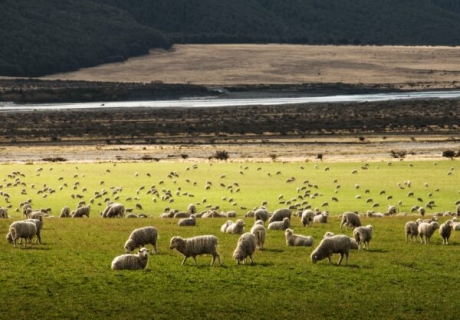 Nya Zeelands klimatplan: Bensinbilsförbud och färre djur