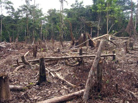 Ny rapport: EU:s köttkonsumtion skövlar Amazonas regnskog