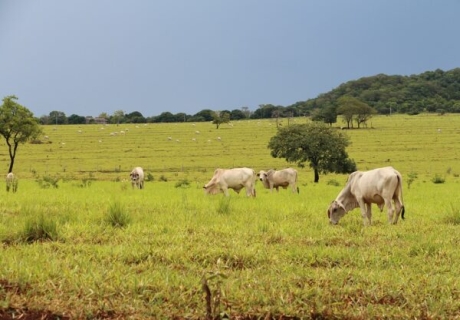 Flera miljöorganisationer anmäler AP-fonderna – Investerar i fossilbolag och brasilianskt kött