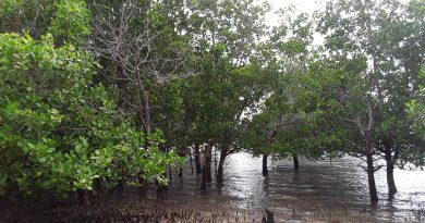 Mangroveskogar – en hotad resurs i kampen mot klimatkrisen