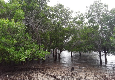 Mangroveskogar – en hotad resurs i kampen mot klimatkrisen