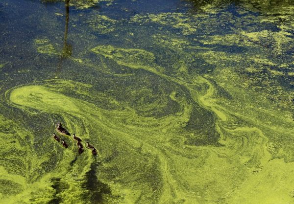 WWF trycker på riksdagspartierna för att minska övergödningen i Östersjön