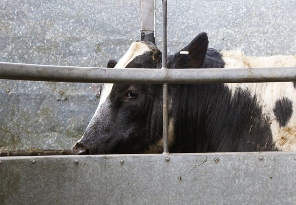 Världens länder göder miljöskadlig verksamhet – över 17 biljoner i stöd varje år