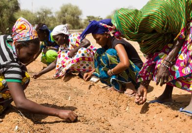 Kampanj ska stärka arbetet med Afrikas gröna mur