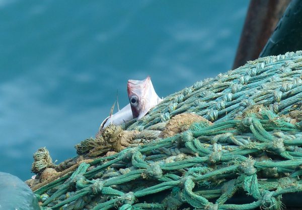 Naturskyddsföreningen kampanjar för hållbart fiske – “Krävs lagstiftning”