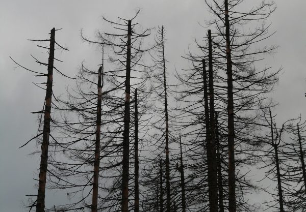 Klimatförändringarna skapar “zombieskogar” här och nu