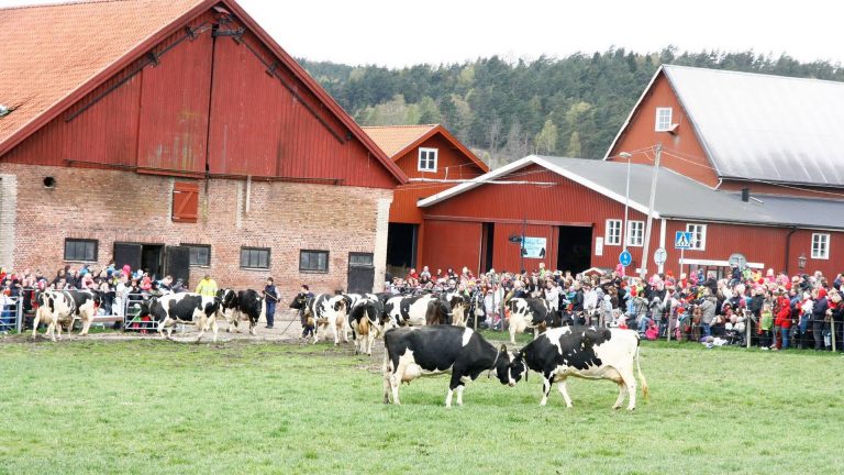 Även svenskt kött och mjölk har mycket högt klimatavtryck