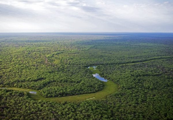 Argentinas avskogning stoppas av domstol