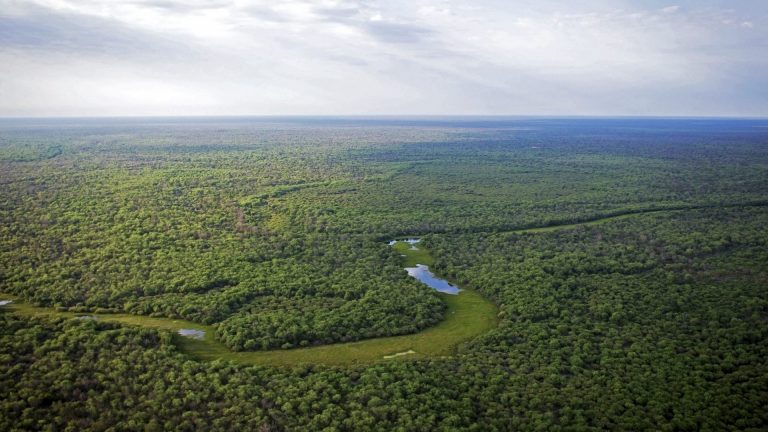 Argentinas avskogning stoppas av domstol