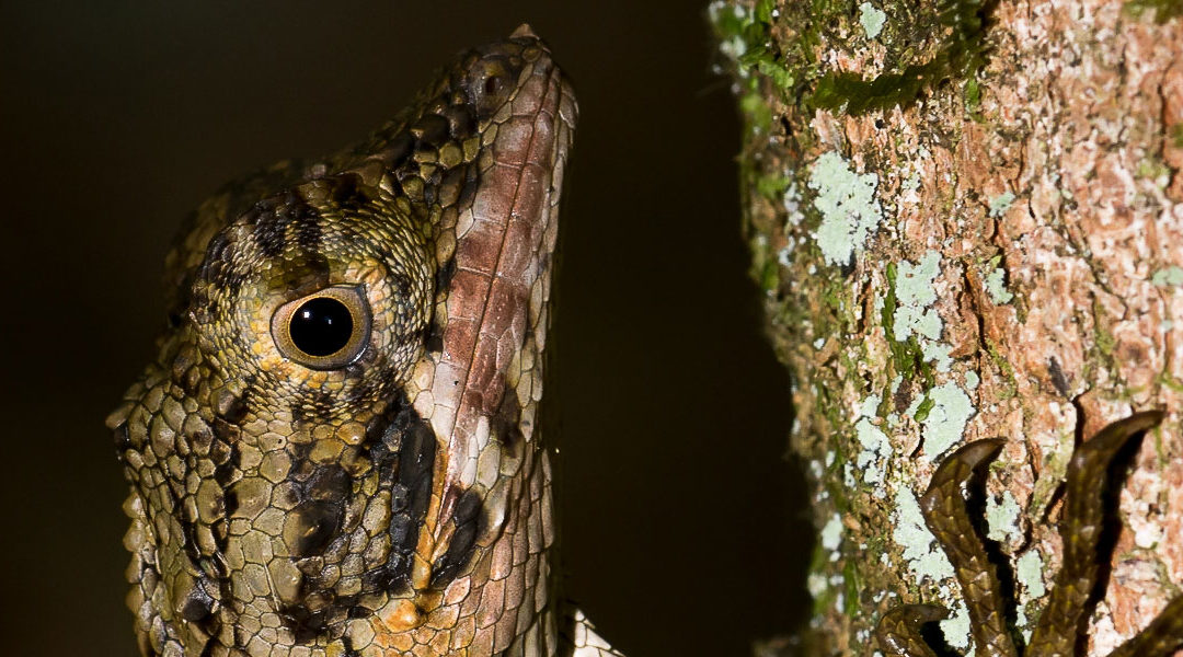 Reptiles and amphibians at CITES CoP18: Stronger protection from over-exploitation.