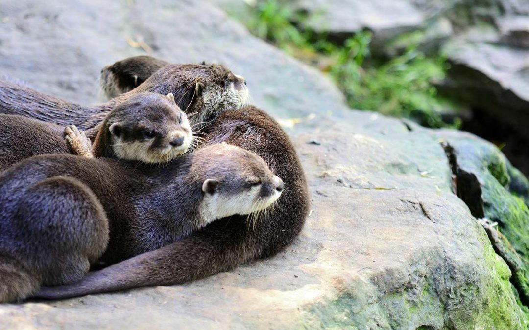 Otters at CITES CoP18: Stronger protection from over-exploitation