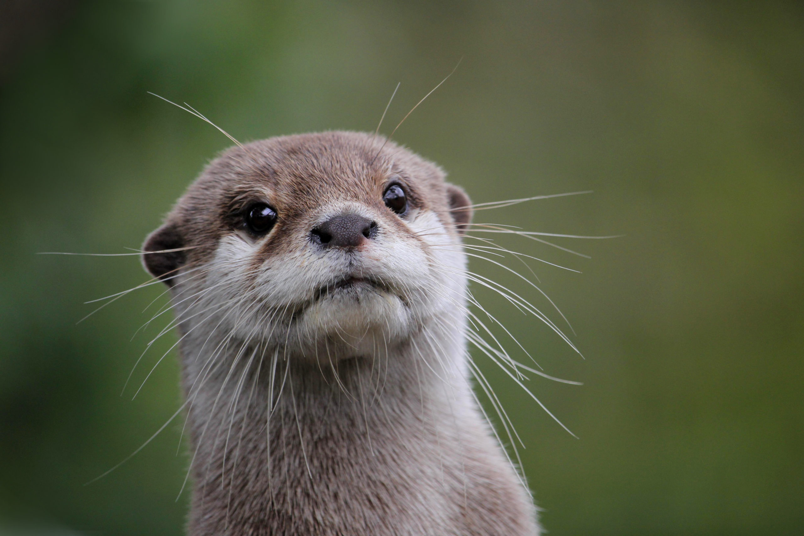 Otter on a green background