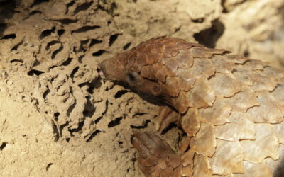 Underestimating the illegal wildlife trade: A ton or a tonne of pangolins?