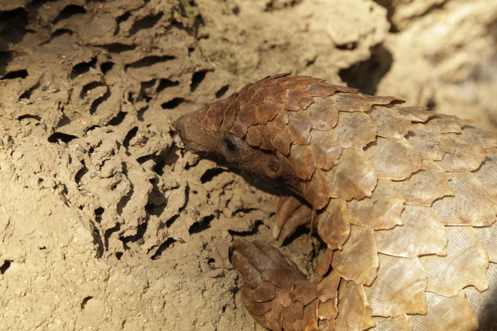 Underestimating the illegal wildlife trade: A ton or a tonne of pangolins?