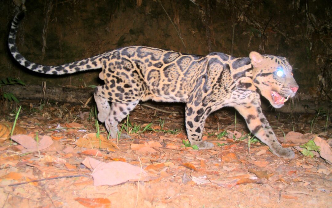 Exploitation of Javan Leopards and Sunda Clouded Leopards in Indonesia