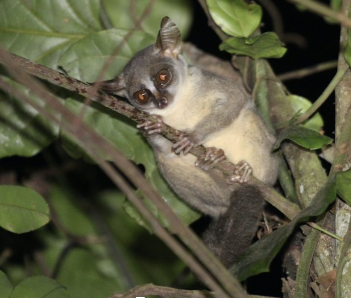 nocturnal galagos