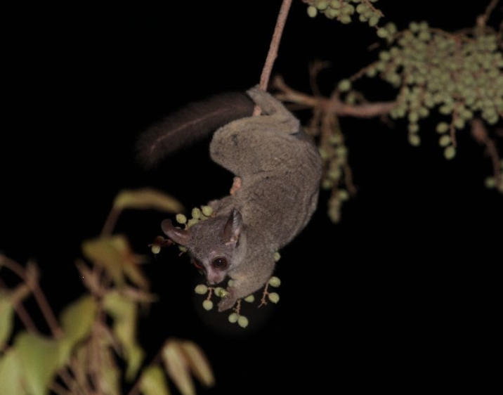 nocturnal galagos