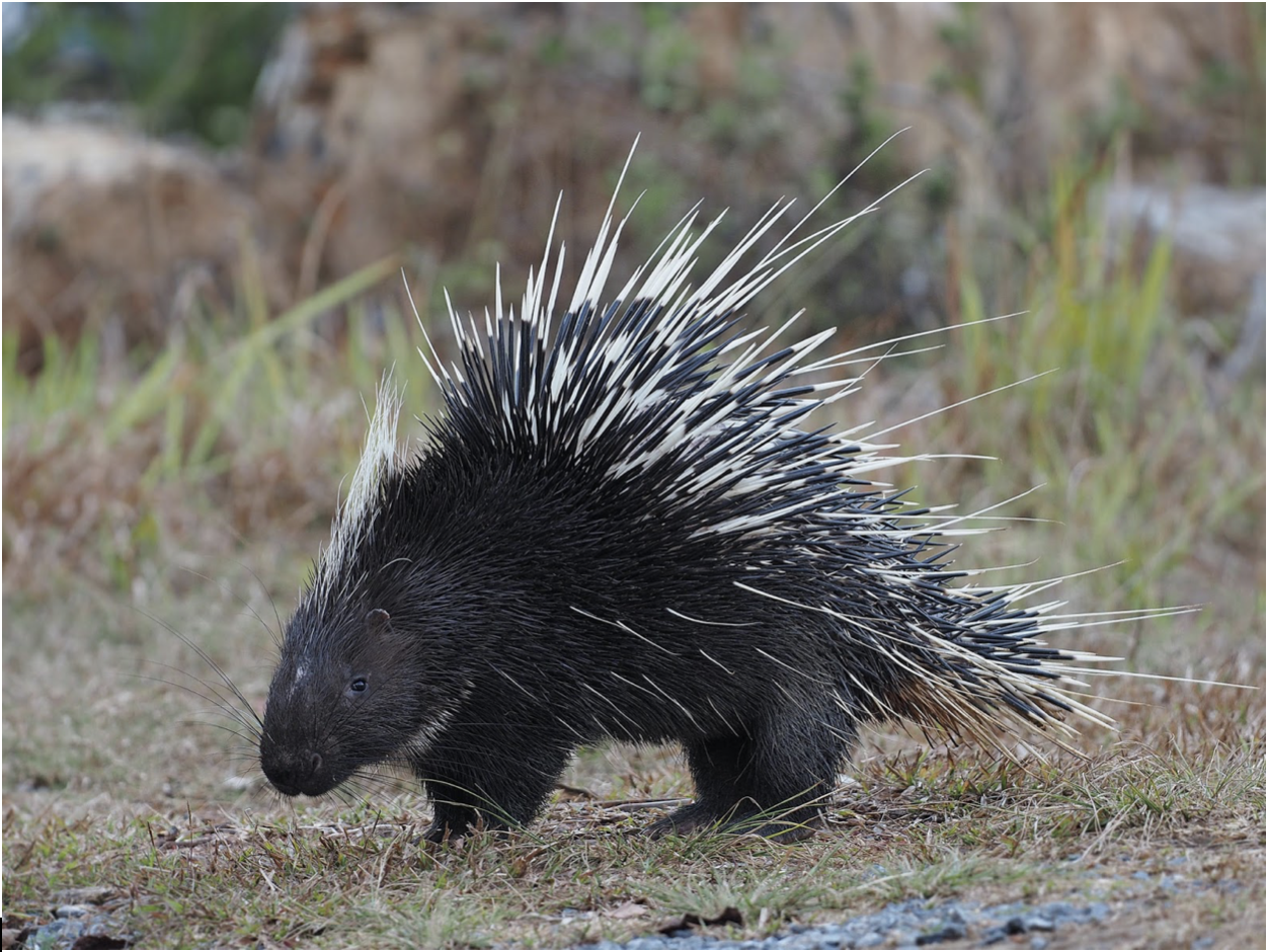 exploited porcupines indonesia