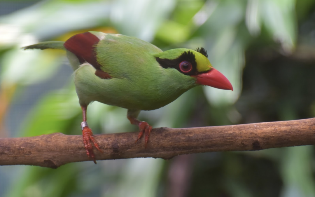 Monitor Songbird Lab to address illegal and unsustainable songbird trade