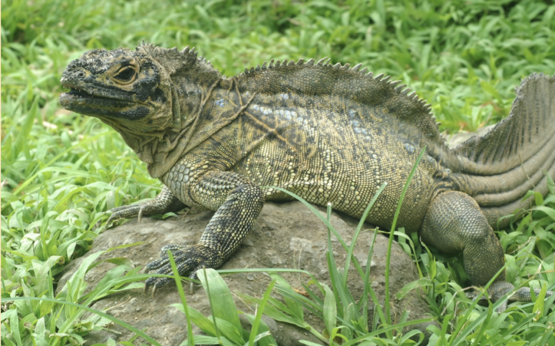 Endemic Philippine Sailfin Lizard threatened by illegal wildlife trade