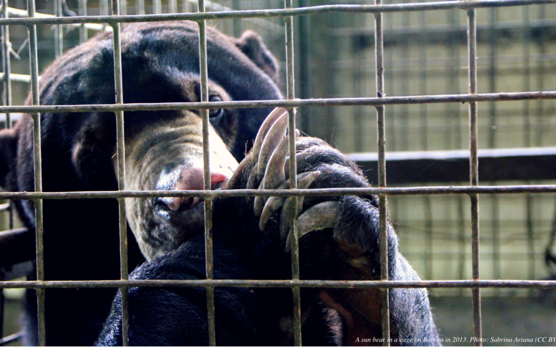 Bear-ly on the Radar: Indonesia’s Illegal Trade in Sun Bears Could Worsen in the Pandemic