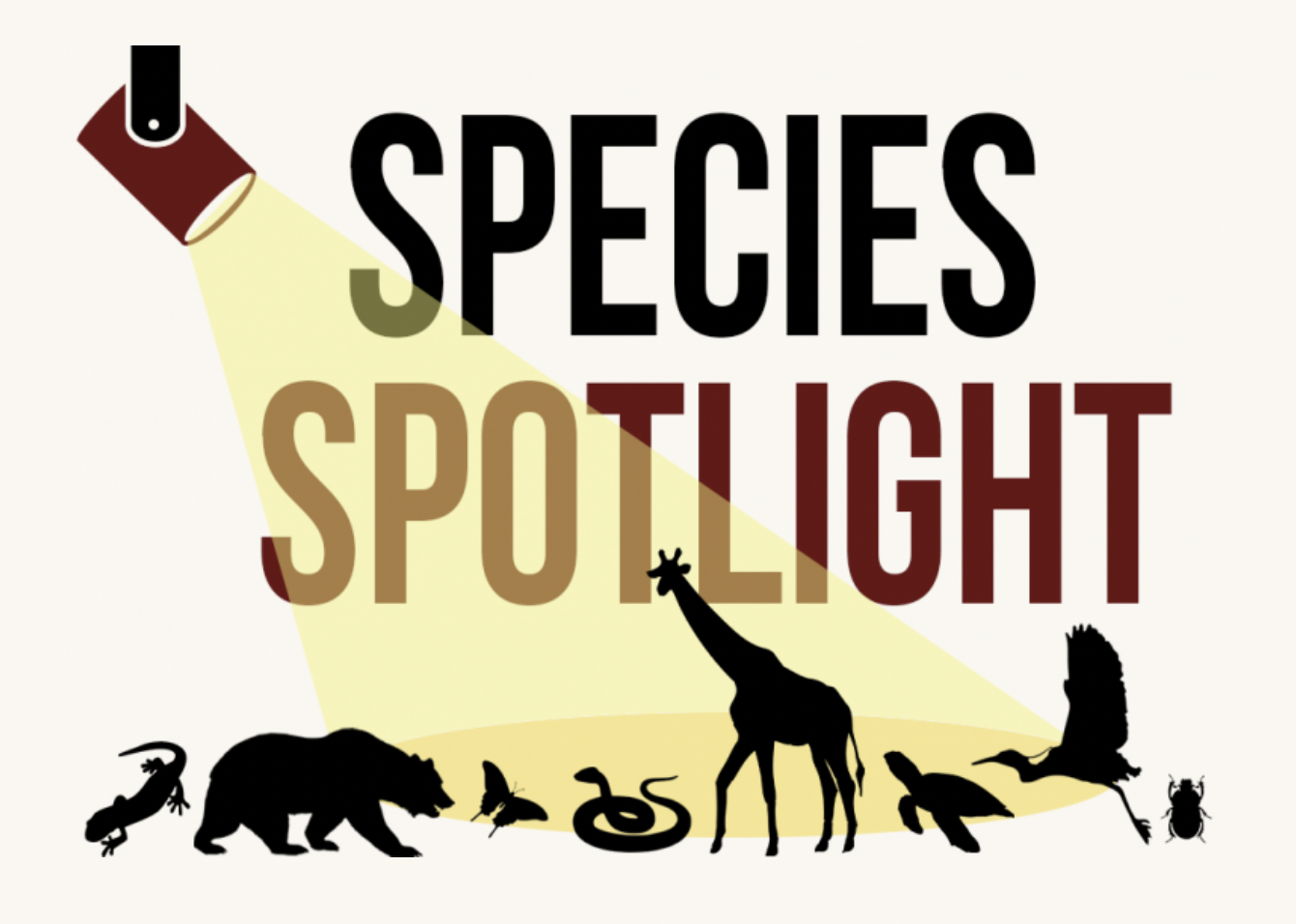 species spotlight