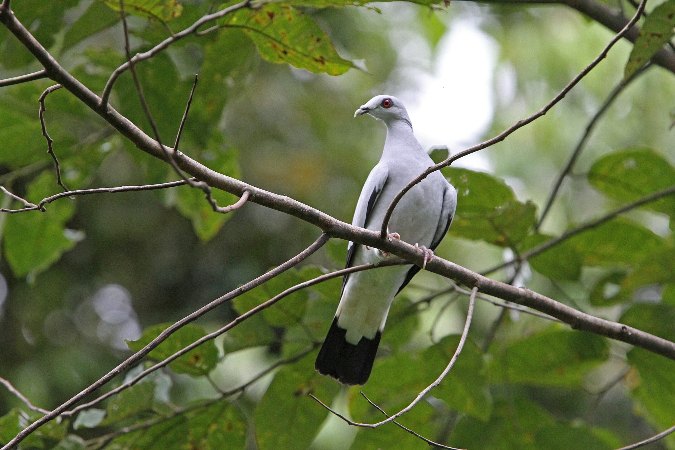 Silvery Pigeon