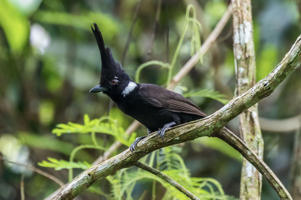 Crested Jay by Roger Boey