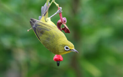 Lombok’s legal and illegal bird trade