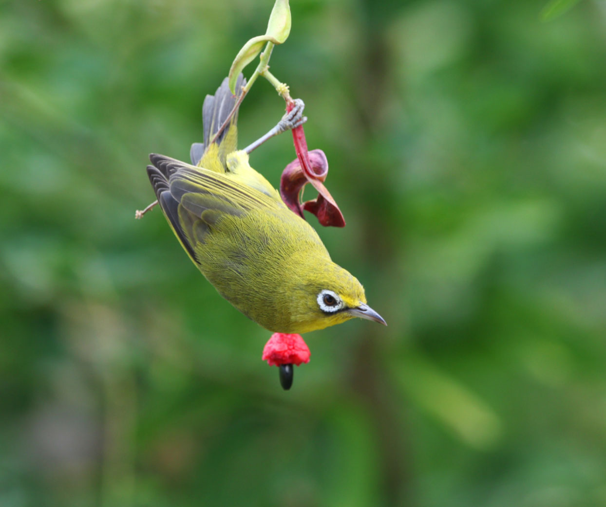 lemon-bellied white-eye on green background