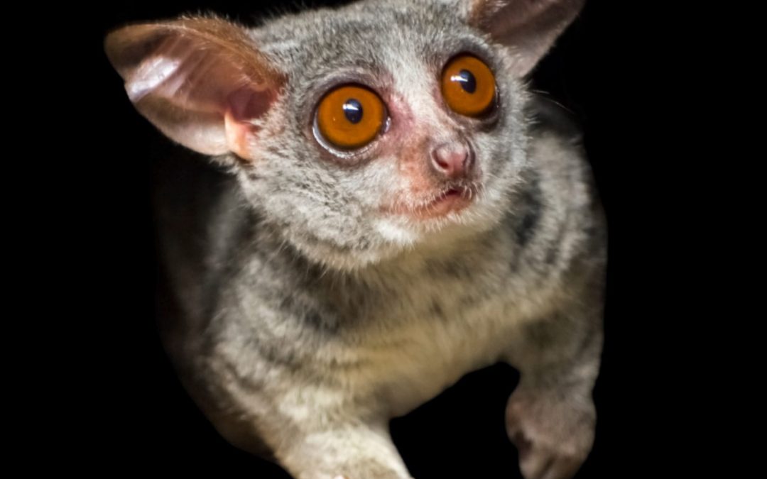 The next exotic pet to go viral. Is social media causing an increase in the demand of owning bushbabies as pets?￼