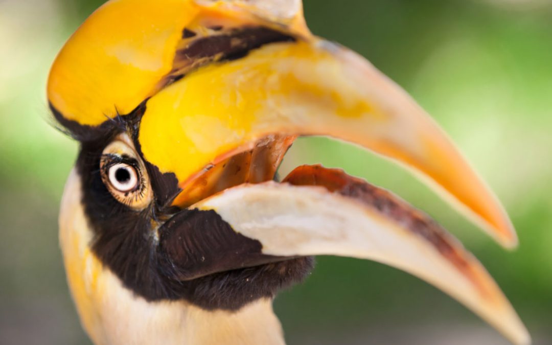 Hornbills in Zoos in Thailand: Species, Numbers, and their Welfare