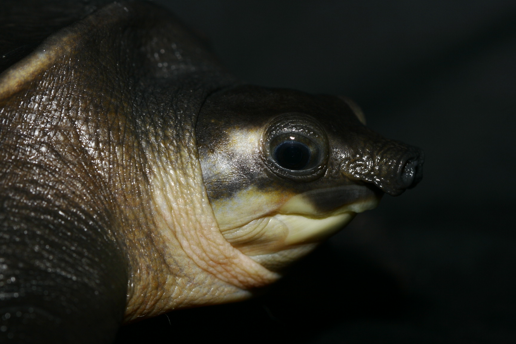 Pig-nosed Turtle