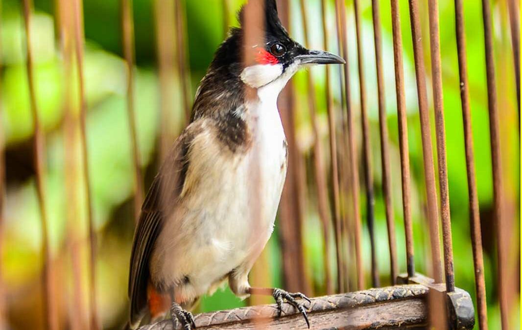 Online commercial exploitation may threaten Vietnam’s native birds