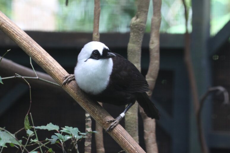 Harmonising for Conservation: The Songbirds in Trade Database (SiTDB)