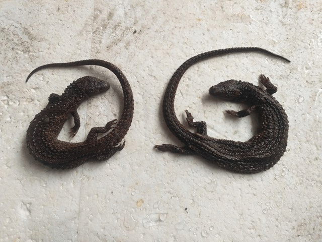 First Seizure of Trafficked Earless Monitor Lizards (Lanthanotus borneensis) in Vietnam