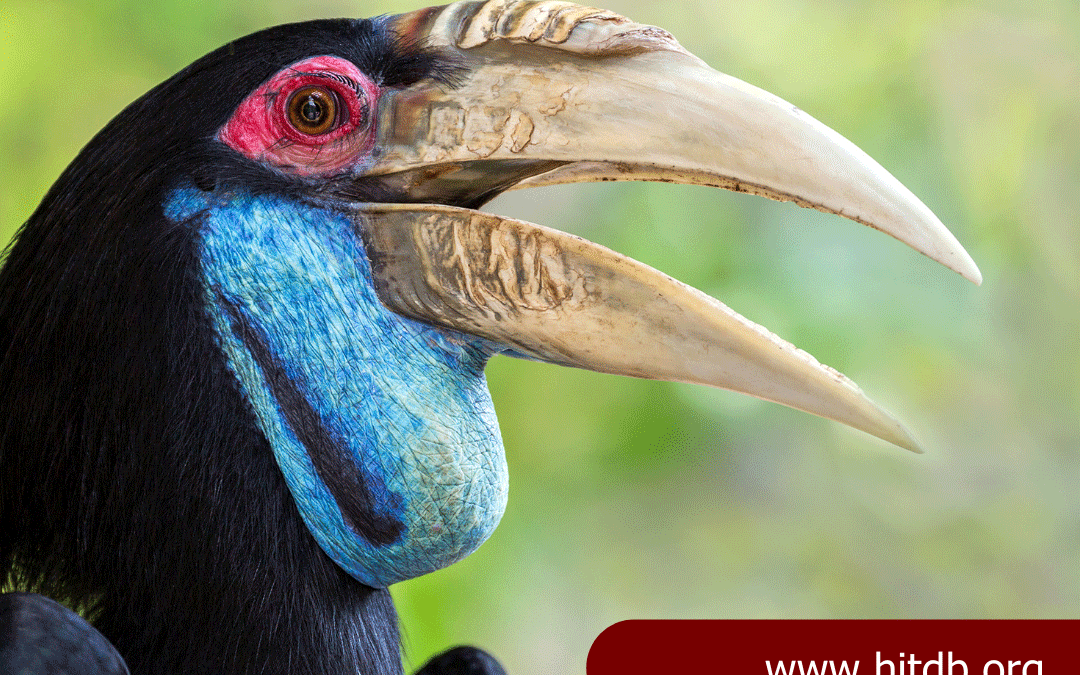 Unlocking Trade Secrets: The Hornbills in Trade Database (HiTDB)
