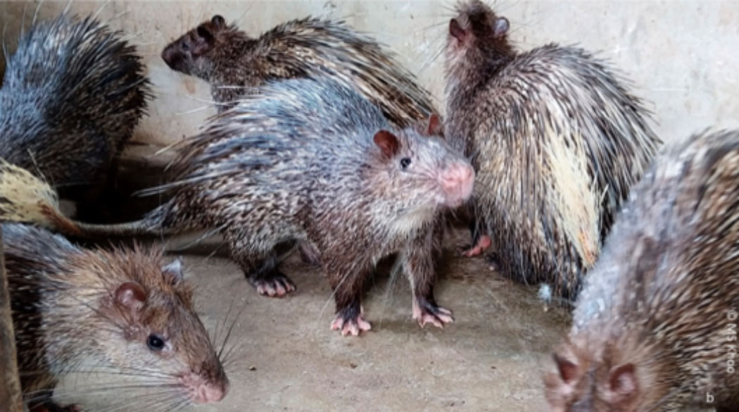 The Trade of Porcupines in Malaysia With International Trade Links