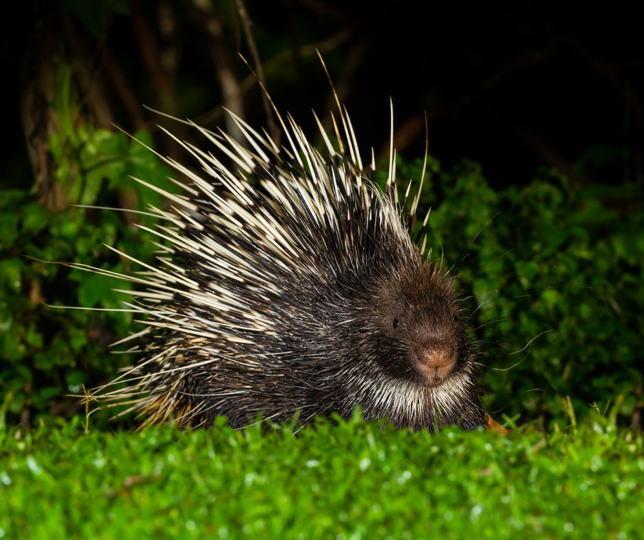 New Study Reveals Trade Dynamics of Porcupines in Asia: Malaysia as a ...