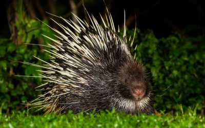 New Study Reveals Trade Dynamics of Porcupines in Asia: Malaysia as a Case Study