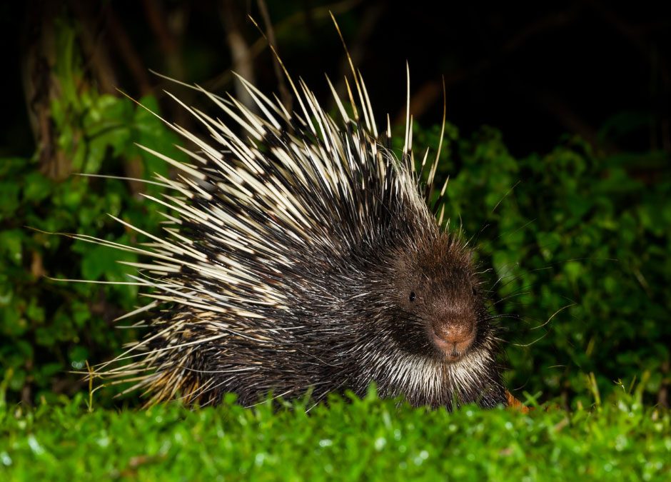 New Study Reveals Trade Dynamics of Porcupines in Asia: Malaysia as a Case Study