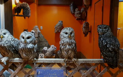 Unveiling Japan’s Owl Trade: Volume, Diversity, and Conservation Implications