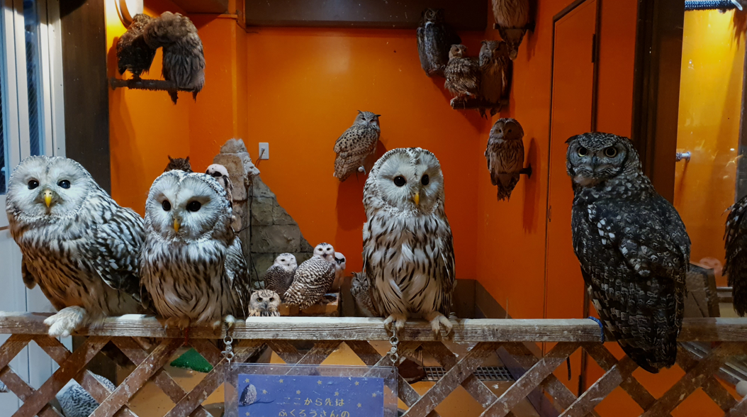 Despite studies addressing the welfare concerns of Japan’s famed ‘owl cafés’, the broader implications of the country’s owl trade for conservation have remained largely unexplored—until now.