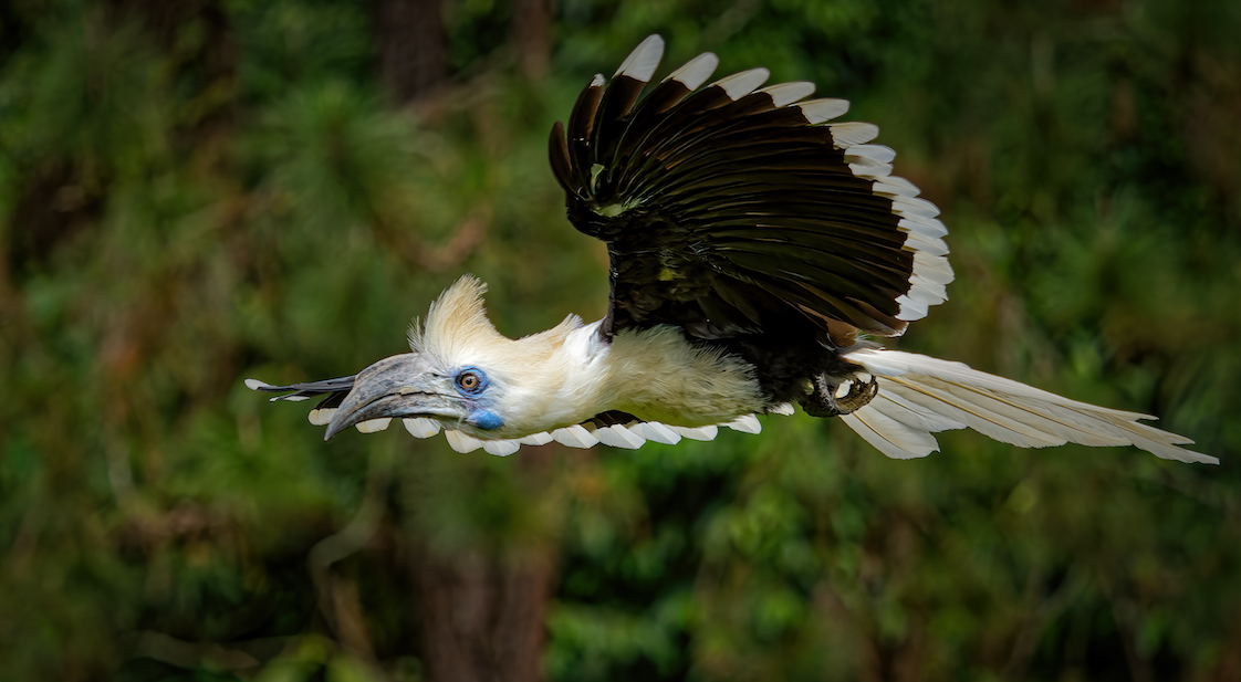Crested Jay by Roger Boey