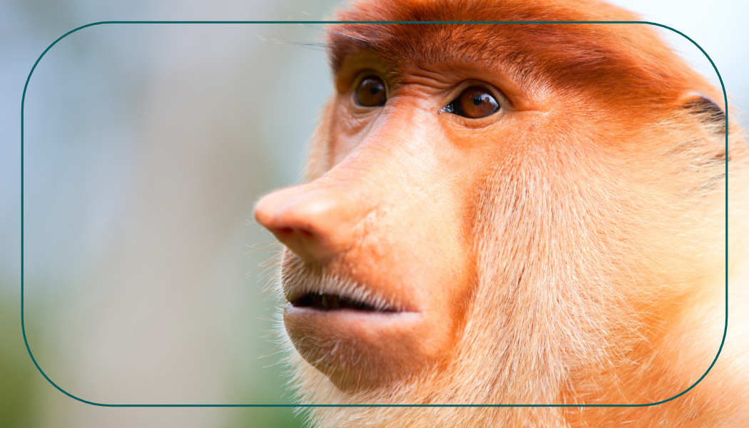 Review of the trade in proboscis monkeys over the last 25 years