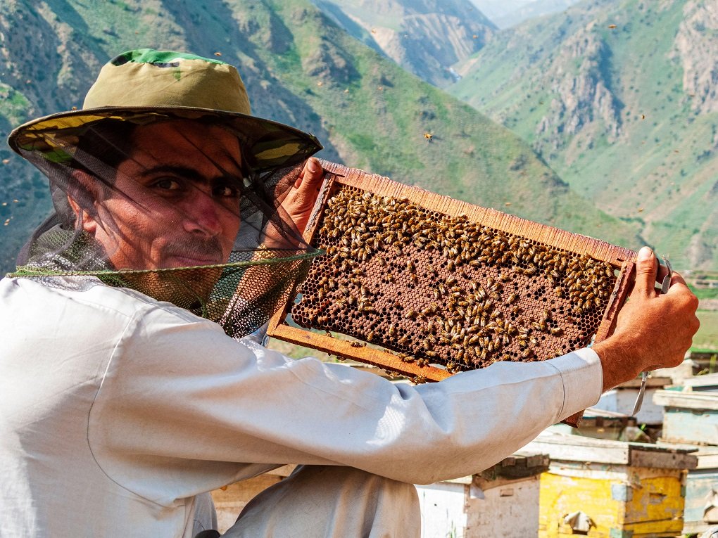 Beekeeper producing honey in the traditional way beside the dusty road up to Babusar Pass